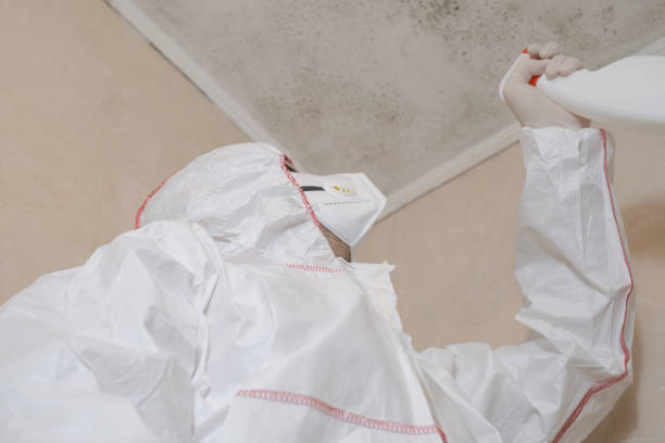Attic Mold Removal in Kenosha, WI